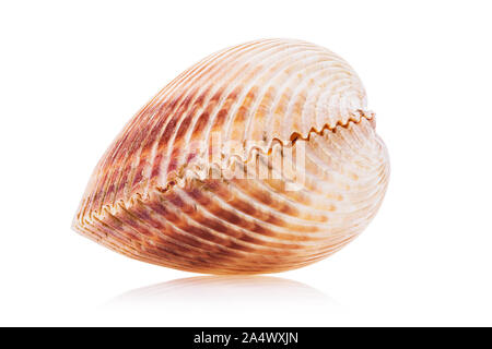 Large bivalve seashell isolated on white background. Stacked photo Stock Photo