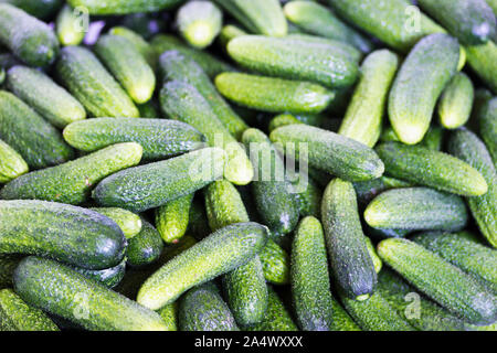 Raw young green cucumbers Stock Photo