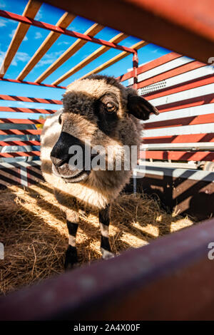 Sheeps Loaded on Trailer Being Transported to Farm For Winter Time. Stock Photo