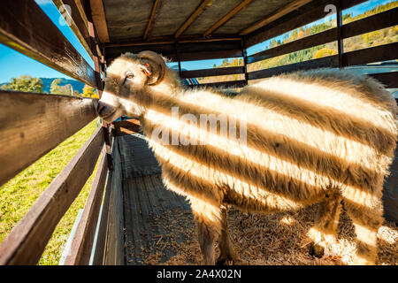 Sheeps Loaded on Trailer Being Transported to Farm For Winter Time. Stock Photo