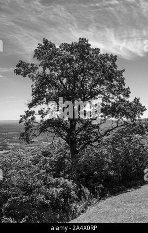 Beautiful Tree Overlooking Devil's Backbone, Blue Ridge Parkway, Virginia. - Black and White Stock Photo