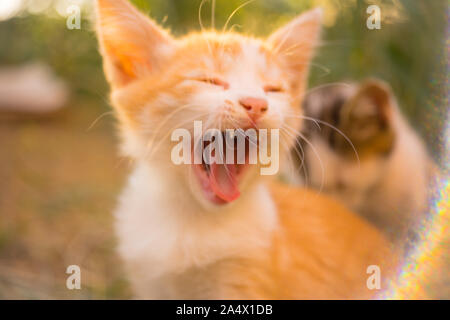 Cute ginger kitten yawns. Close up portrait in the sunny garden Stock Photo