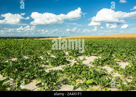 Green field with beets, the horizon and white clouds on a blue sky Stock Photo