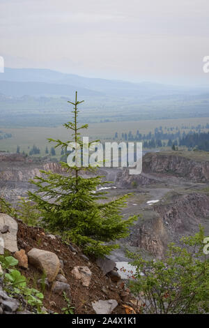 Lone spruce tree with a valley behind in Harghita Mountains, Romania Stock Photo
