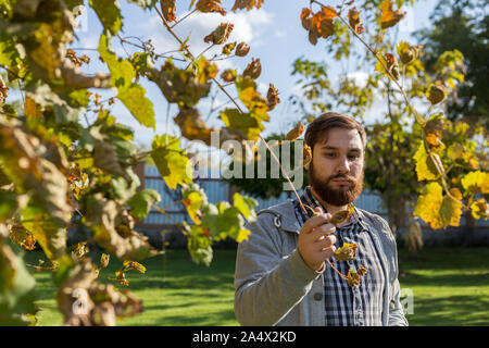Vintner man examining the grapes during the vintage. Vine making process. Oidium treatment, selection of fertilizers for grapes. Autumn grape harvest. Stock Photo
