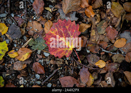 A big fall colored red leaf sticks out amongst the brown and yellow leaves on the forest ground. Stock Photo