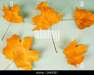 background of gold colored leaves autumn concept. Stock Photo