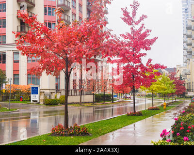 Wet city road and read leaves of sugar maple trees on a rainy day in North York. Stock Photo