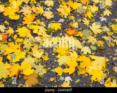 Sugar maple tree leaves of yellow colour lying on the sidewalk in autumn. Stock Photo