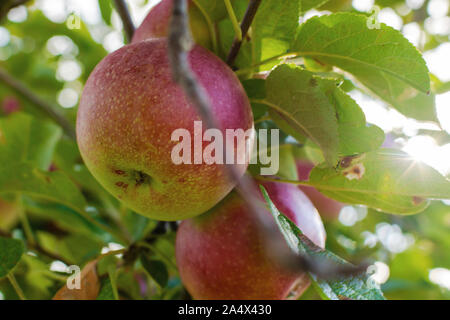 Ripe apples on a branch with a sun burst peaking through the branches. Stock Photo