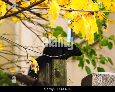 Black squirrel sitting on wooden fence and looking into the distance. Stock Photo