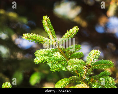 Isolated spruce branch pointing upwards on a sunny day. Stock Photo