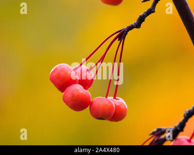 Close up of Chinese crab apple fruit hanging off a branch in autumn or fall. Stock Photo