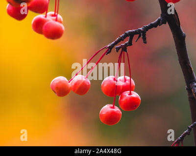 Small red fruit of Chinese crab apple hanging off a branch in autumn. Stock Photo