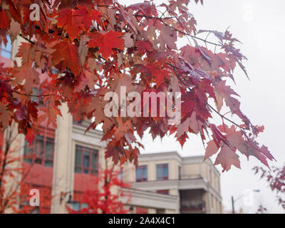 Residential building behind red leaves of sugar maple trees in autumn. Stock Photo