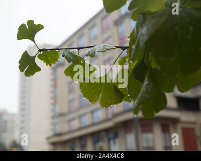 Green maidenhair tree leaves with drops of water on them, hanging off a branch and wet from the rain. Stock Photo