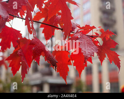 Beautiful red leaves of sugar maple tree branch in front of building entrance in bokeh. Drops of rain water falling off the leaves on a cloudy day. Stock Photo