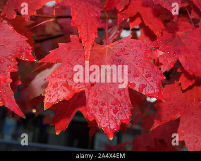 Perfect upside down red maple leaf, drops of water on it from the rain. Stock Photo