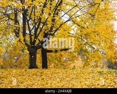 Golden yellow leaves fall from maple tree with long branches in autumn. Stock Photo