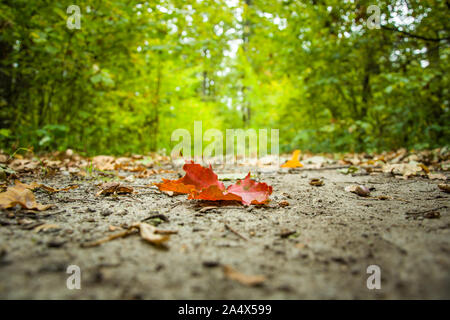 Red maple leaf on the road in the park, autumn time Stock Photo