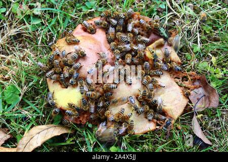 The picture shows bees on a pear. Stock Photo