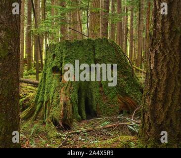 Vintage Western Red Cedar Stump Stock Photo