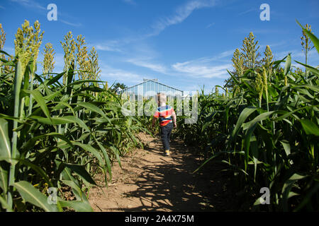 Rear view of toddler boy walking through corn maze on a sunny day Stock Photo