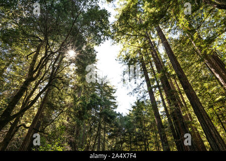 Big Basin Redwoods State Park. Santa Cruz county, California. Stock Photo