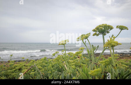 plants daisies on the beach a cloudy day Stock Photo
