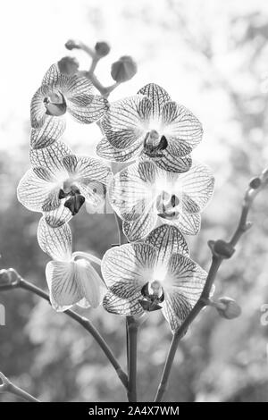 Orchid growing tips. How take care orchid plants indoors. Most commonly grown house plants. Orchids gorgeous blossom close up. Orchid flower pink and yellow bloom. Phalaenopsis orchid. Botany concept. Stock Photo