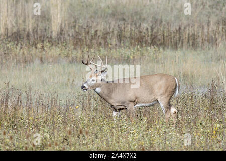 A white tail buck grazes in the grassland at the National Elk and Bison Range in Montana. Stock Photo