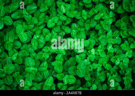 Abstract green leaves texture, nature background. Stock Photo