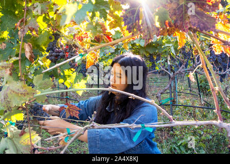 A young asian woman cuts grapes from a vine for winemaking. Stock Photo