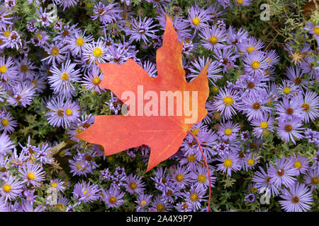 Bright Orange Autumn Leaf Laying On A Bed Of Purple Flowers Stock Photo