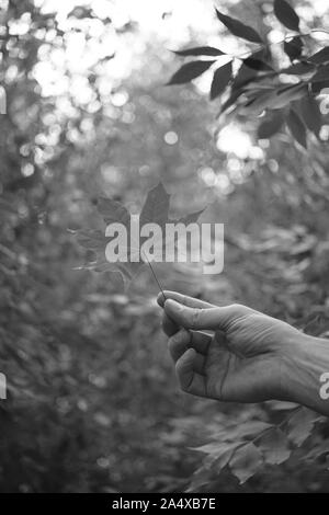 Man's hand holding a maple leaf in a forest against a background Stock Photo