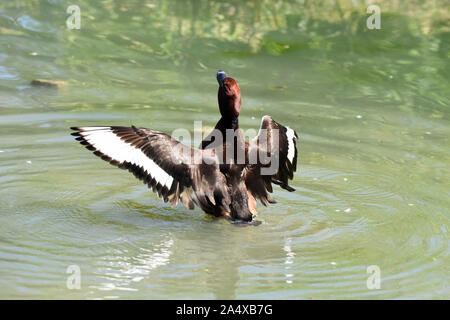 A male Ferruginous Pochard (Aythya nyroca) stretching his wings on a lake in Southern England Stock Photo