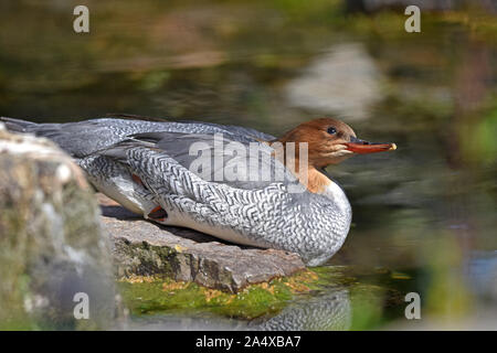 A female Scaly-sided Merganser (Mergus squamatus) resting on rocks beside a small lake in Southern England Stock Photo