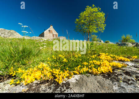 Yellow flowers, probably gold buttons in front of a house on the Aubrac plateau Stock Photo