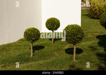The tree crowns are trimmed in the form of balls, the original design of the recreation area in the yard. Stock Photo