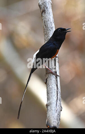 A male White-rumped Shama (Copsychus malabaricus) singing on a small branch in the forest in Western Thailand Stock Photo