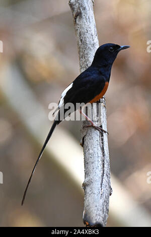 A male White-rumped Shama (Copsychus malabaricus) perched on a small branch in the forest in Western Thailand Stock Photo