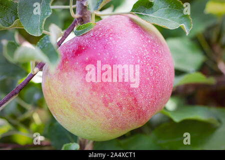 A close up side view of an apple on a tree. Stock Photo