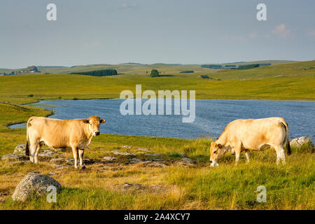 2 Cows in front of a landscape of the Aubrac plateau in the evening light Stock Photo