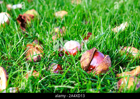 Conkers, horse chestnuts (Aesculus hippocastanum) fruit laying on grass some in their shells with a shallow depth of field Stock Photo