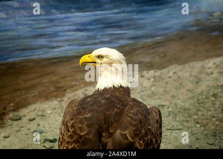 Blue stream with an American bald Eagle on the river shore Stock Photo