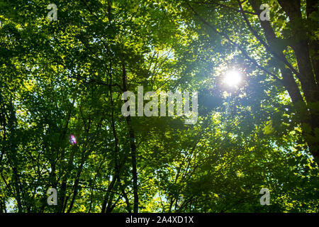 summer sun coming through trees in a forest Stock Photo