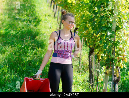 Happy smiling young girl holding basket for cutting grapes Stock Photo