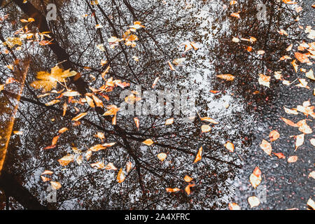 Autumn puddle with reflections of trees and fallen yellow leaves. Cloudy day after the rain. Natural background Stock Photo