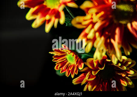 Blossom red  yellow colored mums or chrysanthemum flowers on dark background. Selective focus on the chrysanthemum petals. Stock Photo