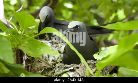 close up of a white capped noddy on a nest at heron island Stock Photo